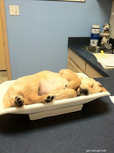 19 Irresistibly Cute Animal Photos Taken by Veterinarians