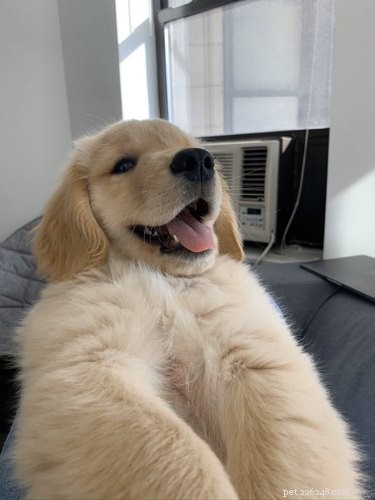 11 Adorable Pet Letters That Took the Internet by Storm