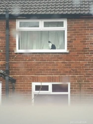 11 Adorable Pet Letters That Took the Internet by Storm