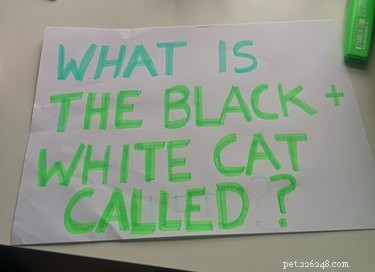11 Adorable Pet Letters That Took the Internet by Storm