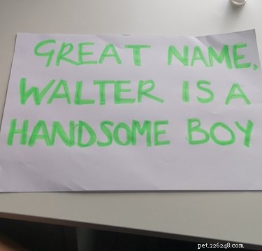 11 Adorable Pet Letters That Took the Internet by Storm