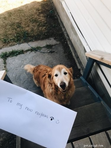 11 Adorable Pet Letters That Took the Internet by Storm