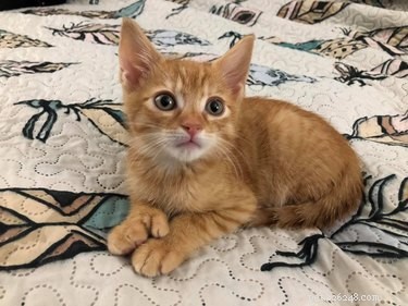Top Highlights from the Then & Now Pet Photo Challenge