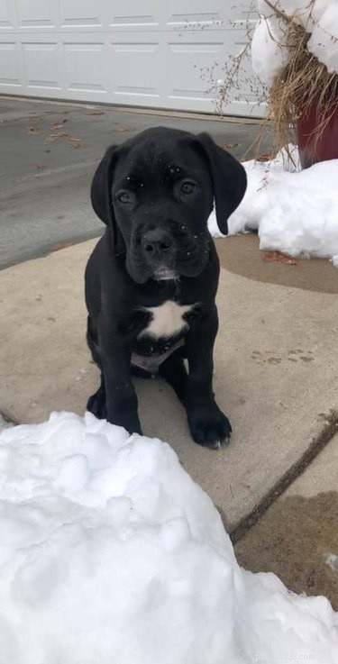 Top Highlights from the Then & Now Pet Photo Challenge