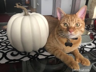 Top Highlights from the Then & Now Pet Photo Challenge