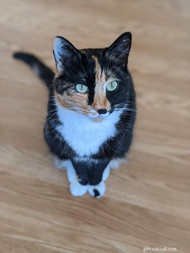 Top Highlights from the Then & Now Pet Photo Challenge