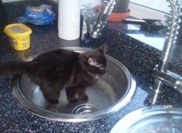 Top Highlights from the Then & Now Pet Photo Challenge