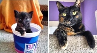 Top Highlights from the Then & Now Pet Photo Challenge