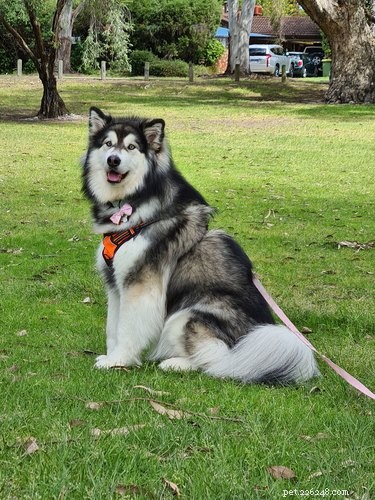 Top Highlights from the Then & Now Pet Photo Challenge