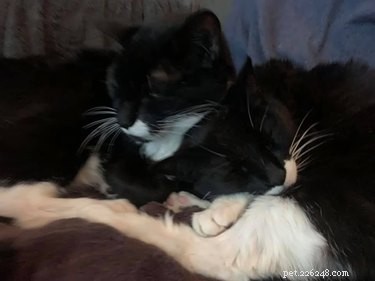 Top Highlights from the Then & Now Pet Photo Challenge