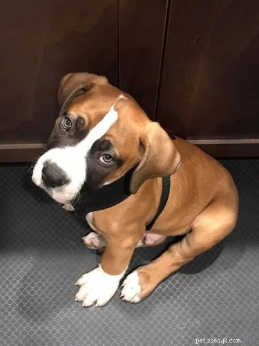 Top Highlights from the Then & Now Pet Photo Challenge