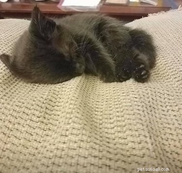 Top Highlights from the Then & Now Pet Photo Challenge