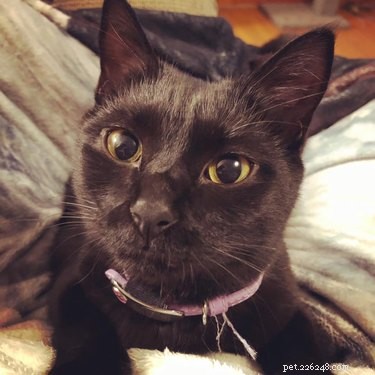 Top Highlights from the Then & Now Pet Photo Challenge