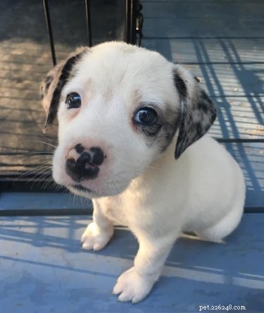 Top Highlights from the Then & Now Pet Photo Challenge