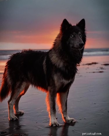 Top Highlights from the Then & Now Pet Photo Challenge