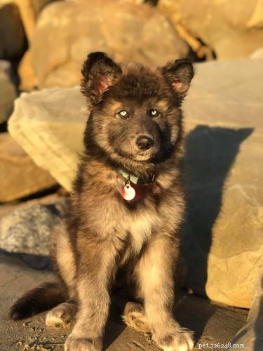 Top Highlights from the Then & Now Pet Photo Challenge