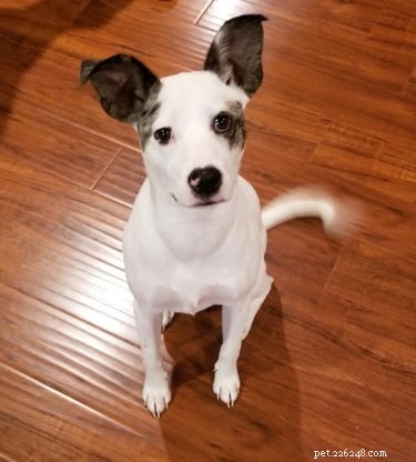 Top Highlights from the Then & Now Pet Photo Challenge