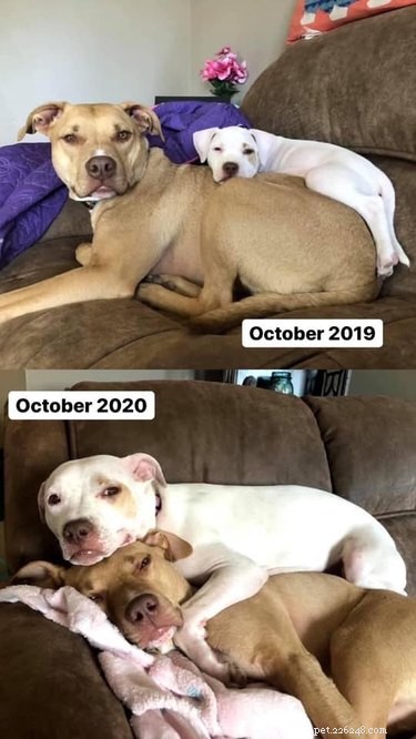 Top Highlights from the Then & Now Pet Photo Challenge