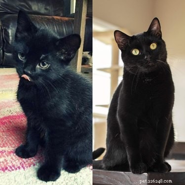 Top Highlights from the Then & Now Pet Photo Challenge