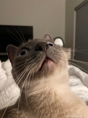 13 Pets That Encounter the Supernatural