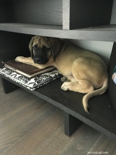 13 Pets That Encounter the Supernatural