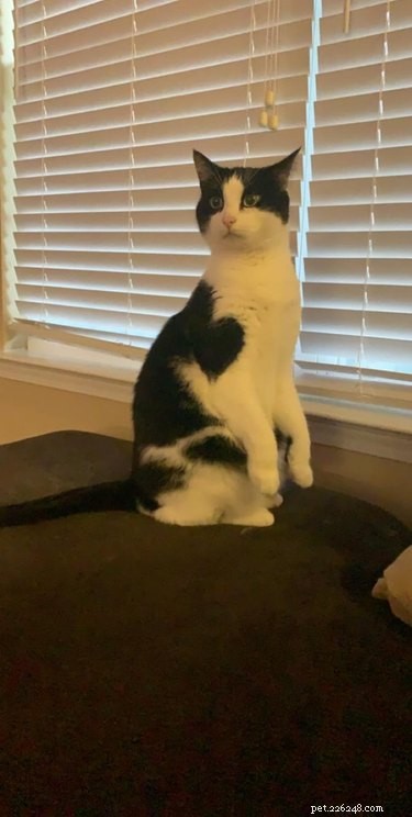 13 Pets That Encounter the Supernatural