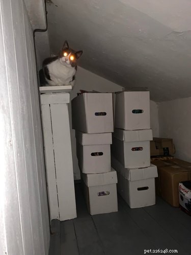 13 Pets That Encounter the Supernatural