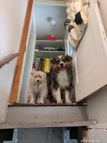 13 Pets That Encounter the Supernatural