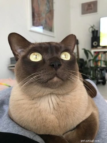 13 Pets That Encounter the Supernatural