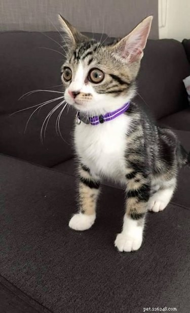 13 Pets That Encounter the Supernatural