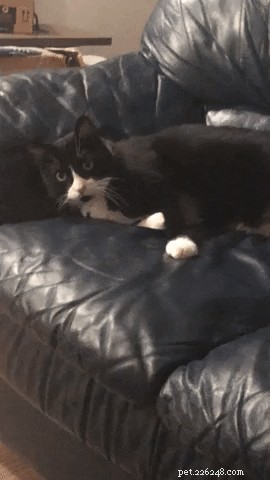 13 Pets That Encounter the Supernatural