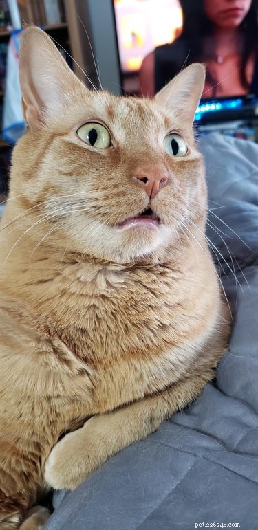13 Pets That Encounter the Supernatural