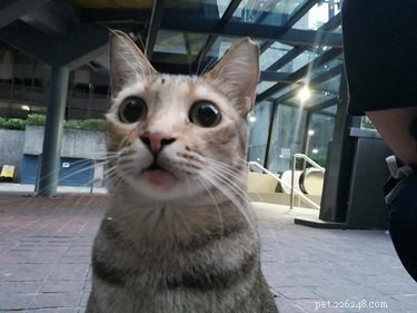 13 Pets That Encounter the Supernatural