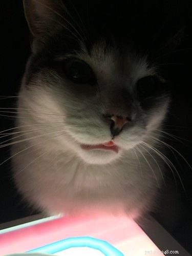 13 Pets That Encounter the Supernatural