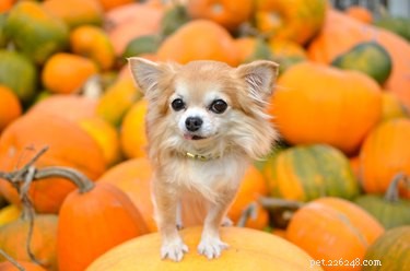 15 Adorable Pets Rocking Pumpkin Patches This Halloween