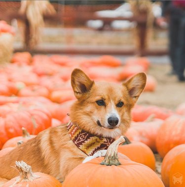 15 Adorable Pets Rocking Pumpkin Patches This Halloween