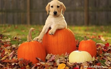 15 Adorable Pets Rocking Pumpkin Patches This Halloween