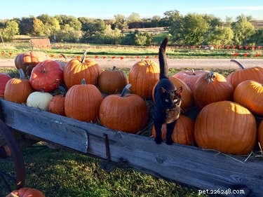 15 Adorable Pets Rocking Pumpkin Patches This Halloween
