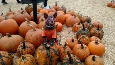 15 Adorable Pets Rocking Pumpkin Patches This Halloween