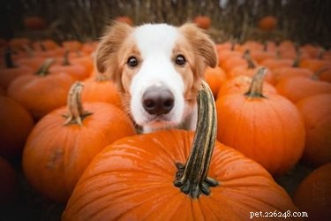 15 Adorable Pets Rocking Pumpkin Patches This Halloween