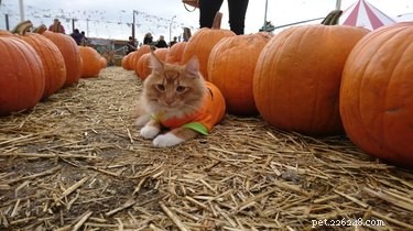 15 Adorable Pets Rocking Pumpkin Patches This Halloween