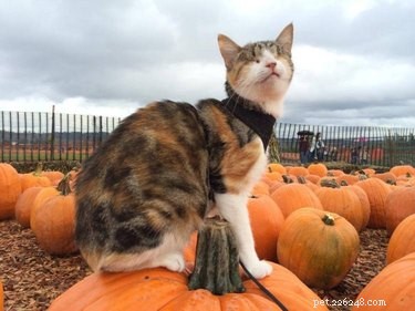 15 Adorable Pets Rocking Pumpkin Patches This Halloween