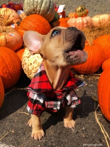 15 Adorable Pets Rocking Pumpkin Patches This Halloween