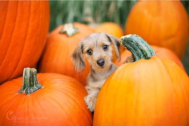 15 Adorable Pets Rocking Pumpkin Patches This Halloween