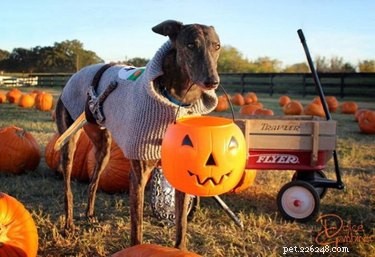 15 Adorable Pets Rocking Pumpkin Patches This Halloween