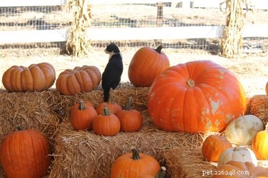 15 Adorable Pets Rocking Pumpkin Patches This Halloween