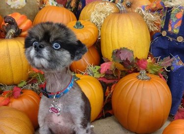 15 Adorable Pets Rocking Pumpkin Patches This Halloween