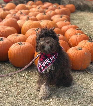 15 Adorable Pets Rocking Pumpkin Patches This Halloween