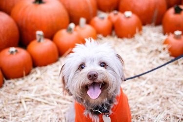 15 Adorable Pets Rocking Pumpkin Patches This Halloween