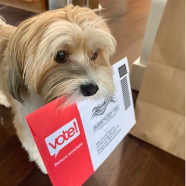 15 Pets That Inspire Voter Participation